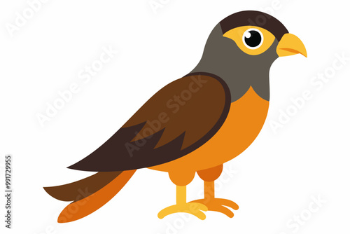 Little sparrowhawk bird vector illustration photo