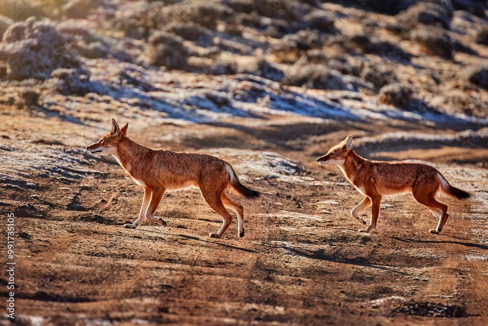 Fototapeta premium Ethiopian Wolves in Bale Mountains Plateau, Ethiopia – Rare Endangered Species in High-Altitude Habitat, Ideal for Wildlife and Nature Conservation Themes.