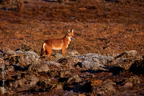 Endangered, Very Rare Ethiopian Wolf in the Rocky Highlands of Bale Mountains, Standing in Its Natural Habitat at Sunrise.