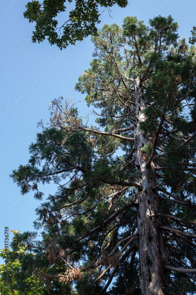 giant sequoia tree in Botanical Garden in Tbilisi, Georgia giant sequoia tree in Botanical Garden in Tbilisi, Georgia