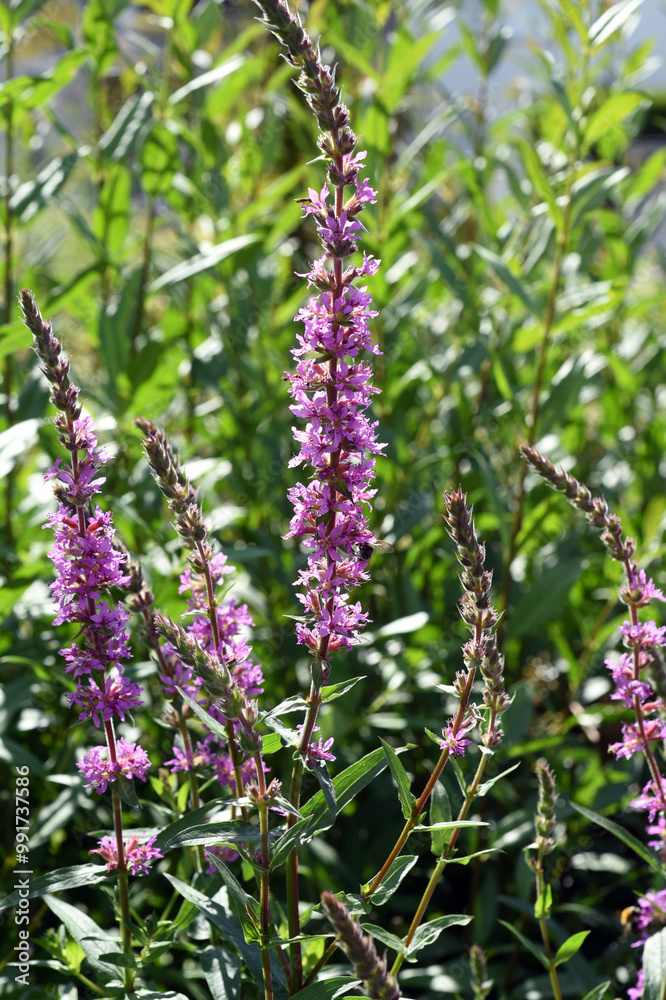 Loosestrife, Lythrum salicaria Loosestrife, Lythrum salicaria