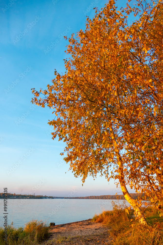 Colorful autumn landscape with birch grove with golden foliage on the shore of the lake and beautiful reflections at sunset. High quality photo