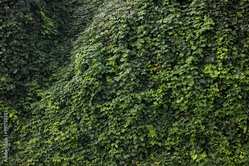 Kudzu wall