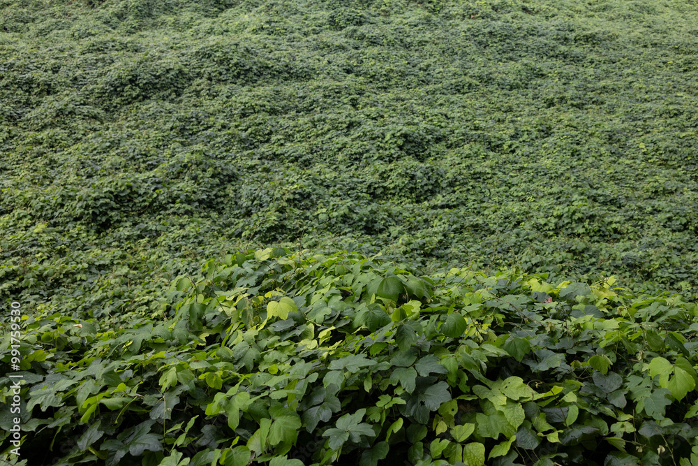 Wall of kudzu
