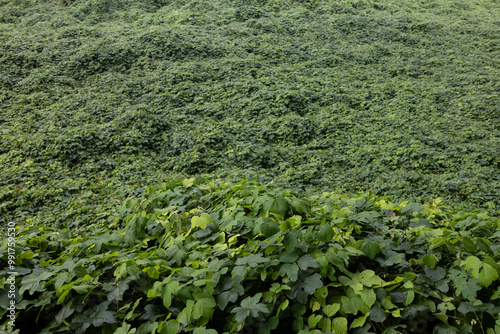 Tablou pe pânză Wall of kudzu
