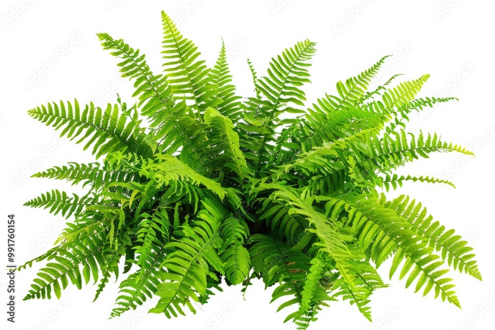 A close-up shot of a fern plant against a pure white background A close-up shot of a fern plant against a pure white background