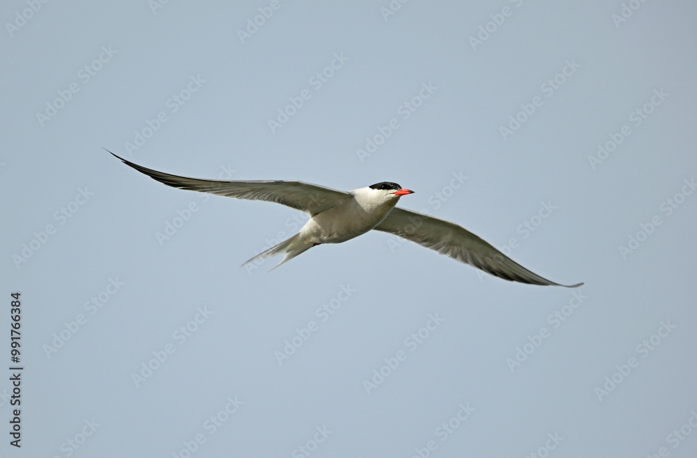 Obraz premium Flussseeschwalbe // Common tern (Sterna hirundo) - Bulgaria