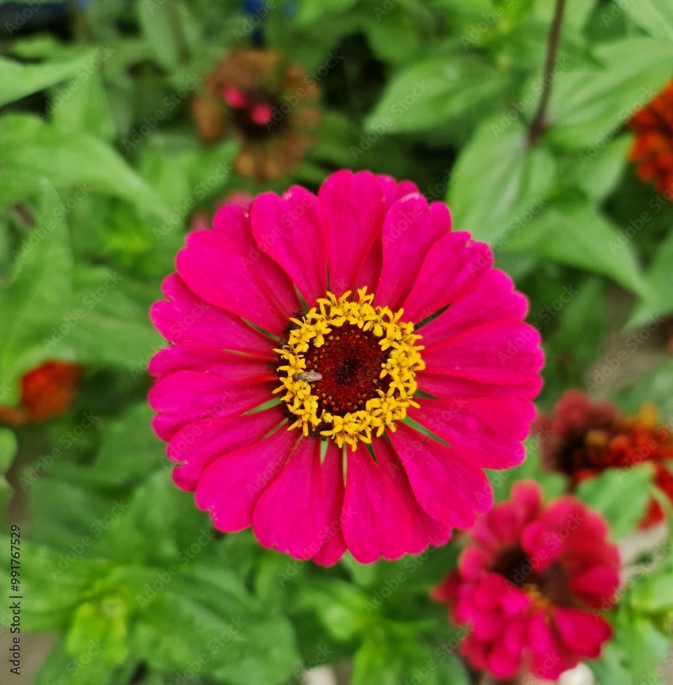 Fototapeta premium Closeup view of Zinnia pumila blooms in a garden 