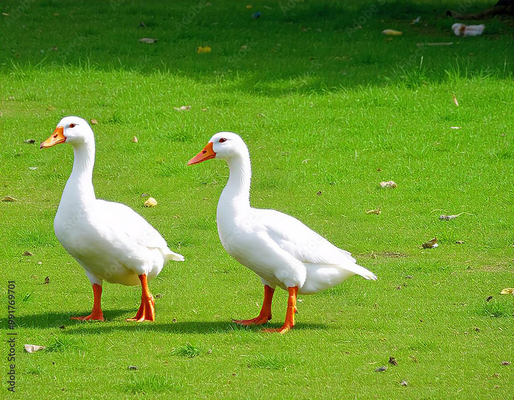 Two white ducks standing on a grassy field Two white ducks standing on a grassy field