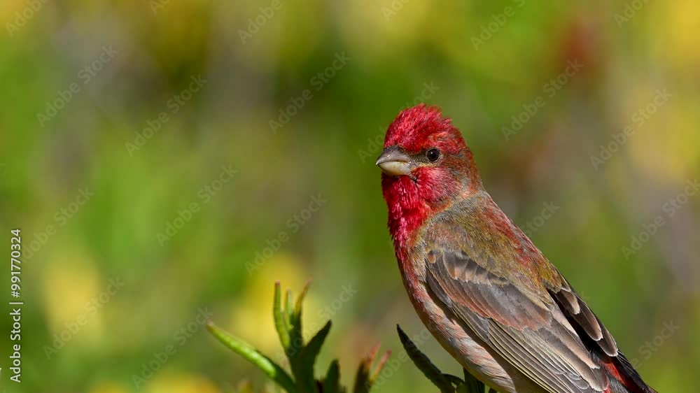 male rosefinch singing