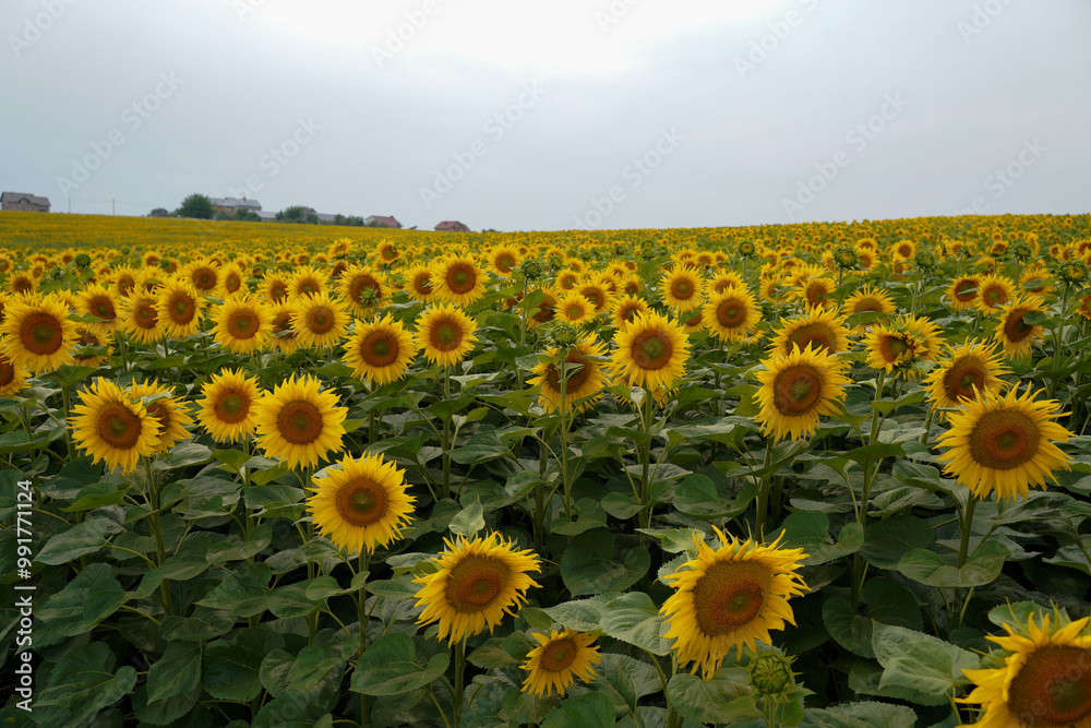 Fototapeta premium field of sunflowers. sunflower crop.
