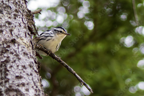 A curious black and white warbler perched on the branch of a tree in the woods during August in Newfoundland, Canada. photo