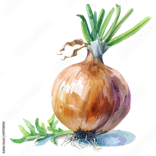 Watercolor painting of Onion, isolated on a white background, and Onion vector