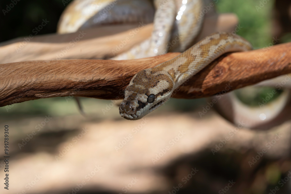 Naklejka premium Super Caramel Coastal Carpet Python (Morelia spilota mcdowelli)