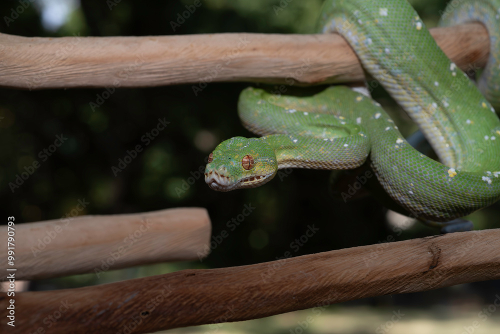 Naklejka premium Designer Green Tree Python (Aru x Biak)