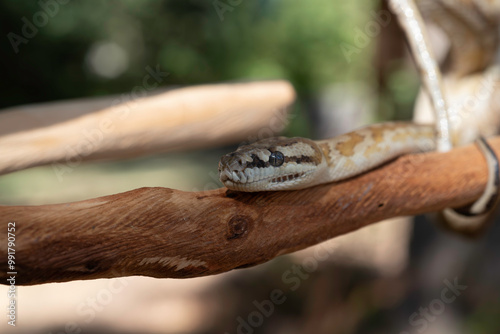 Super Caramel Coastal Carpet Python (Morelia spilota mcdowelli) photo