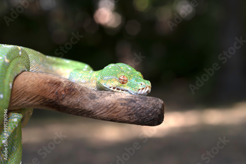 Designer Green Tree Python (Aru x Biak) photo