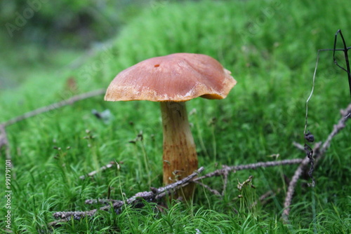 Close-up of a mushroom growing in a forest