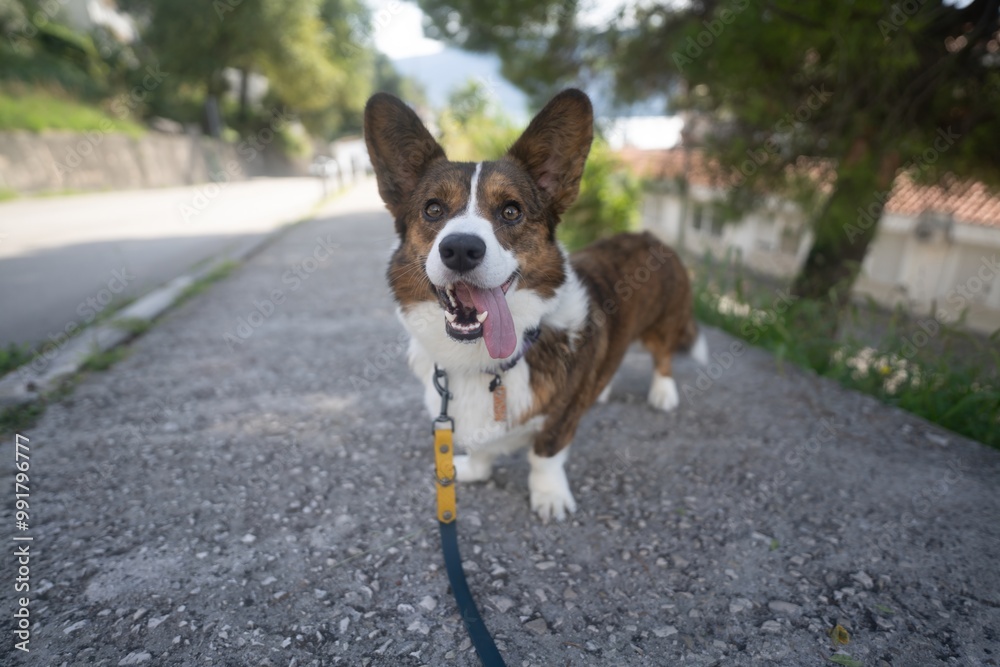 Cory the dog stands on the sidewalk Cory the dog stands on the sidewalk