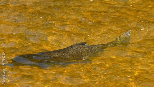 Salmon spawning, adult salmon return to their natal freshwater habitats to lay their eggs. Fish swim upstream against strong currents waterfalls. Ganaraska River, Corbett's Dam, Port Hope, Ontario. photo