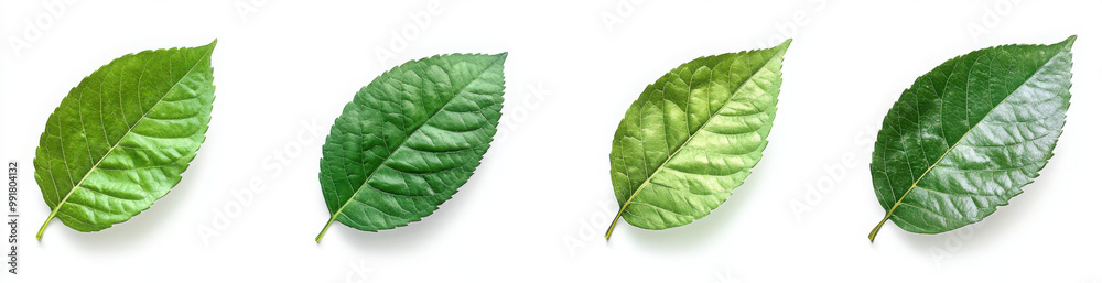 Obraz premium Set of top view lay flat Green leaf on transparency background PNG 