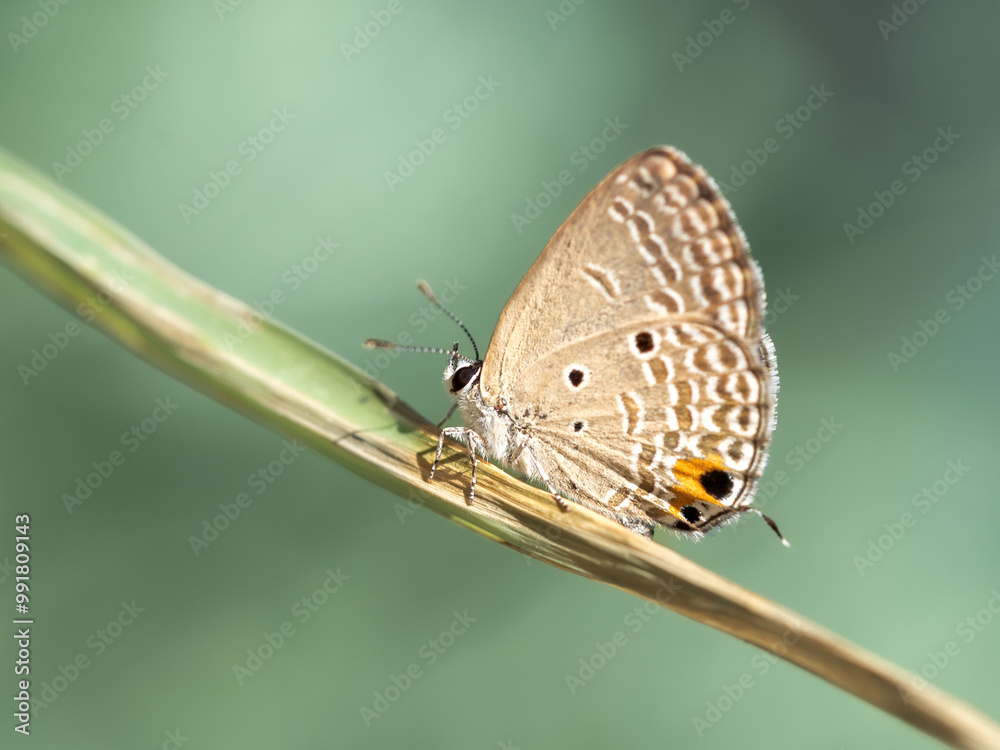 Fototapeta premium papillon posé sur une herbe