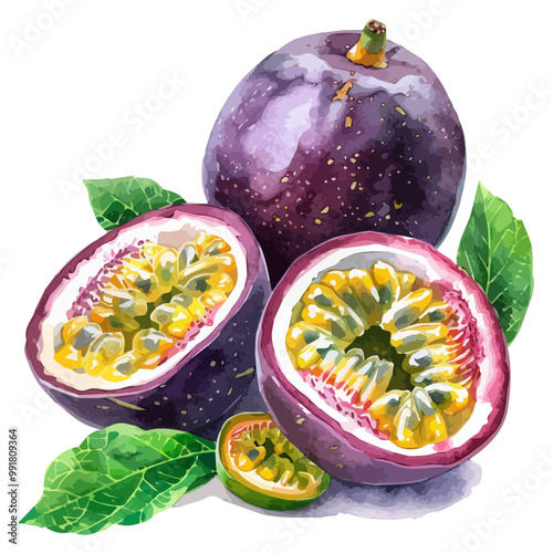 Watercolor of Passion fruit, isolated on a white background, and Passion fruit vector