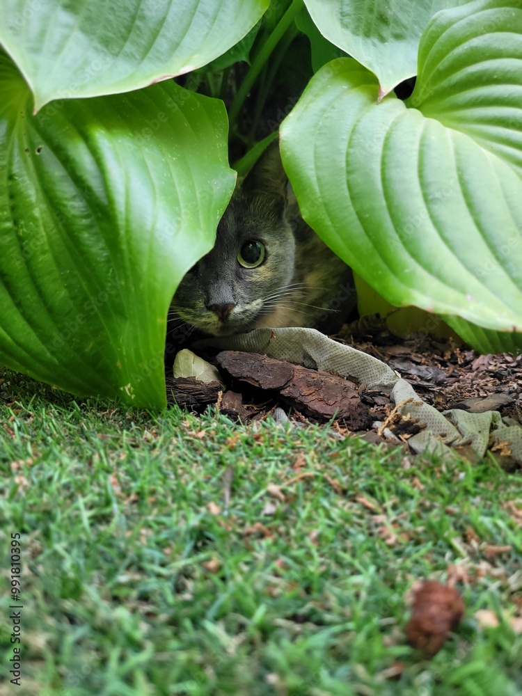 Obraz premium Cat in the garden