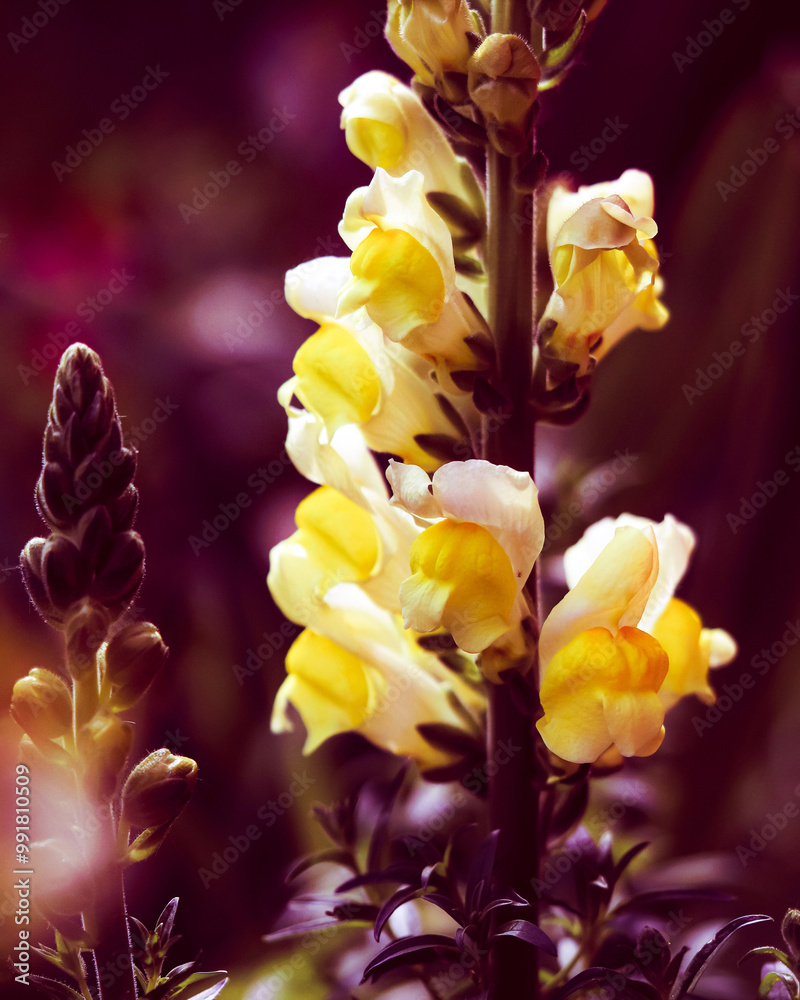 Flowers are nature’s delicate masterpieces Flowers are nature’s delicate masterpieces