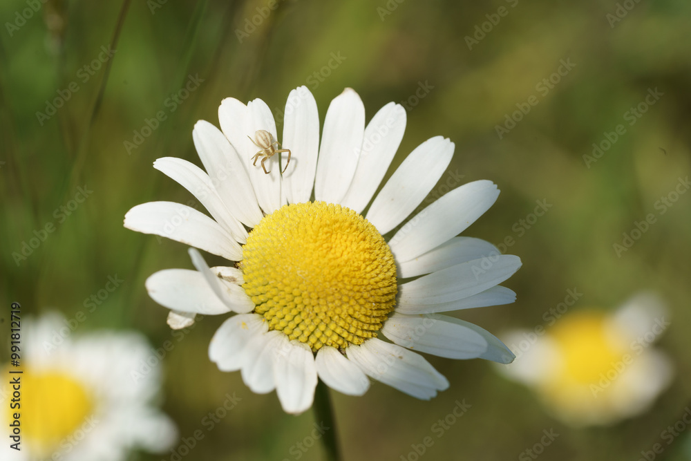 Obraz premium petite araignée posée sr une fleur de pâquerette