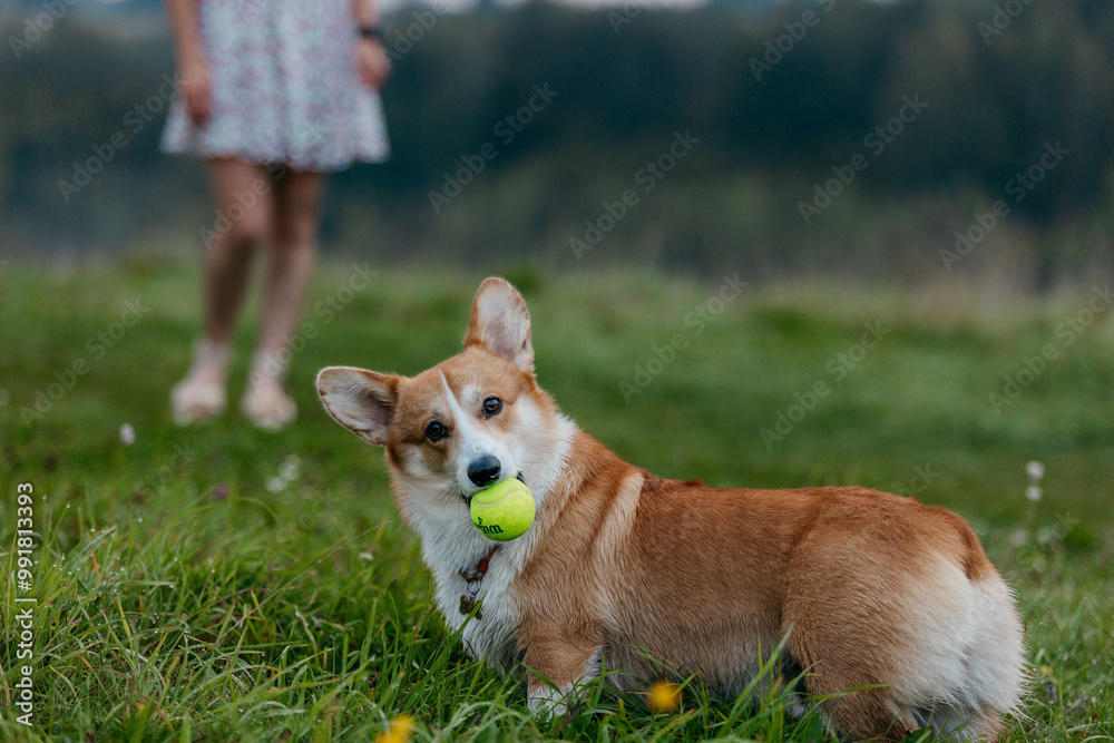 A Pembroke Welsh Corgi dog holds a tennis ball. A dog in nature at dawn. A dog against the background of the mistress's legs. A Pembroke Welsh Corgi dog holds a tennis ball. A dog in nature at dawn. A dog against the background of the mistress's legs.