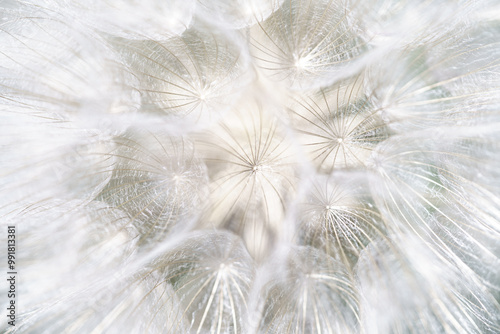 cœur de fleur de pissenlit 