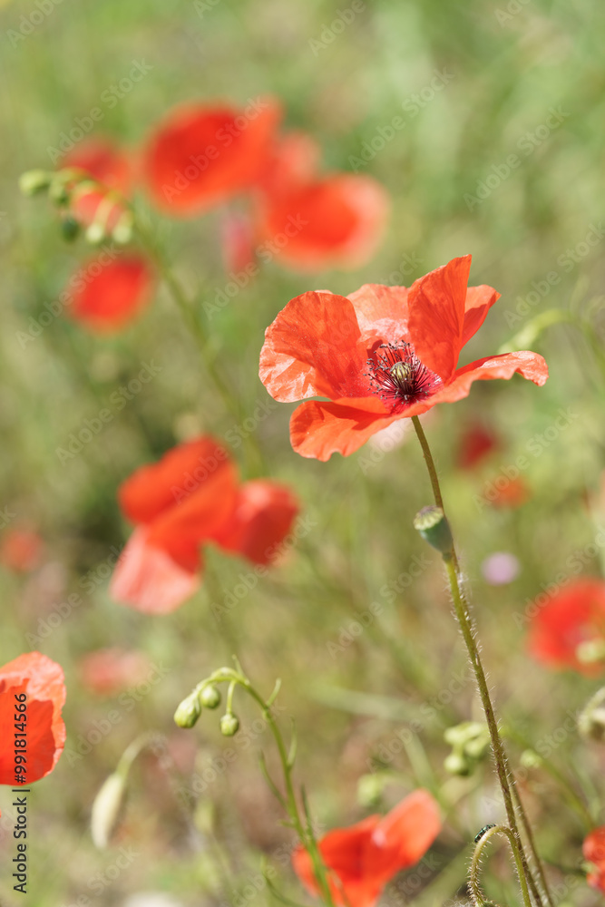 fleur de coquelicot dans un champs fleur de coquelicot dans un champs