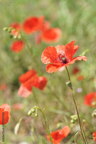 fleur de coquelicot dans un champs