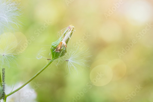 Seeds from an american burnweed plant gently float away photo