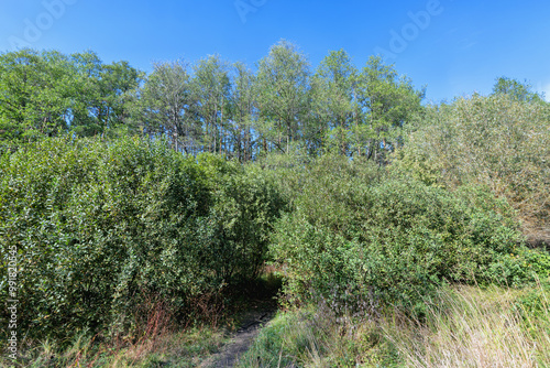 bushes and trees in autumn