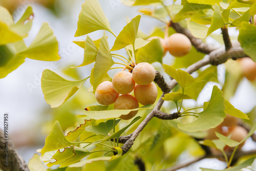 銀杏の実　イチョウの木