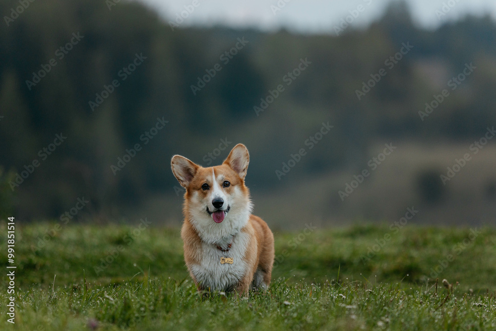 A Pembroke Welsh Corgi dog looks at the camera. A dog in nature at dawn. Horizontal photo. A Pembroke Welsh Corgi dog looks at the camera. A dog in nature at dawn. Horizontal photo.