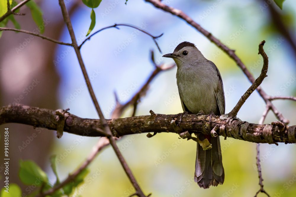 A gray catbird sits on a branch in the early summer. A gray catbird sits on a branch in the early summer.