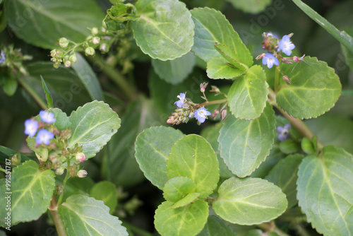 Veronica beccabunga grows in nature photo