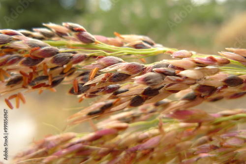 A cereal plant head, showing both mature seeds and the reddish-brown structures of the panicle