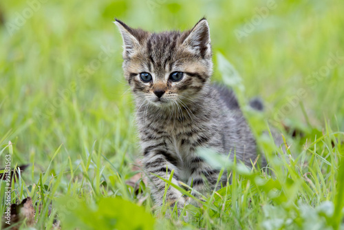 Katzenbaby photo