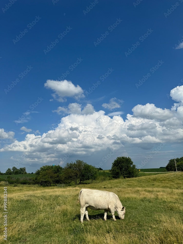 cows in a field cows in a field
