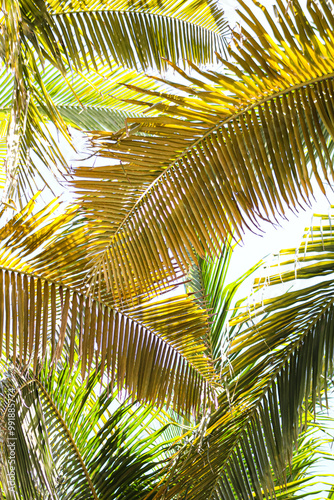 Hojas de Palmera