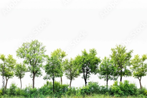Wallpaper Mural Summer forest trees and shrubs isolated on white, showcasing lush greenery in a row Torontodigital.ca