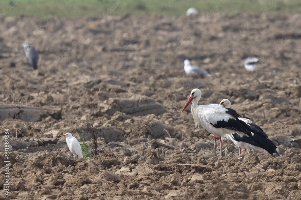 Obraz premium nel campo