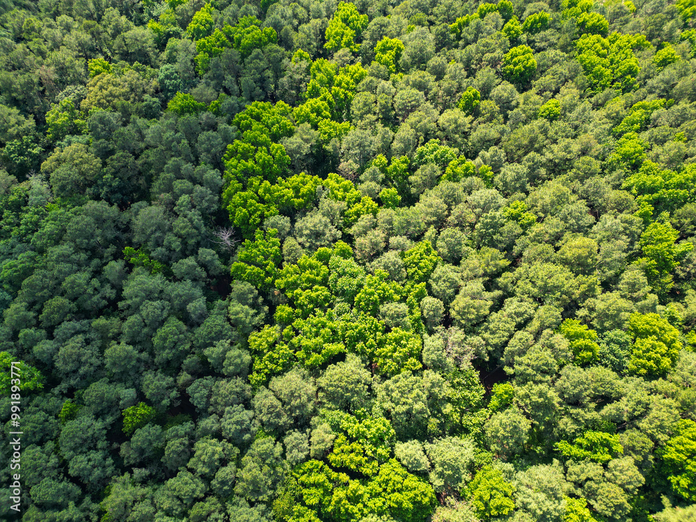 Nature landscape. Landscape with forest in spring. Green forest in summer aerial view. Rainforest ecosystem and healthy environment. Jungle nature background. Tree in lush forest. Nature photography