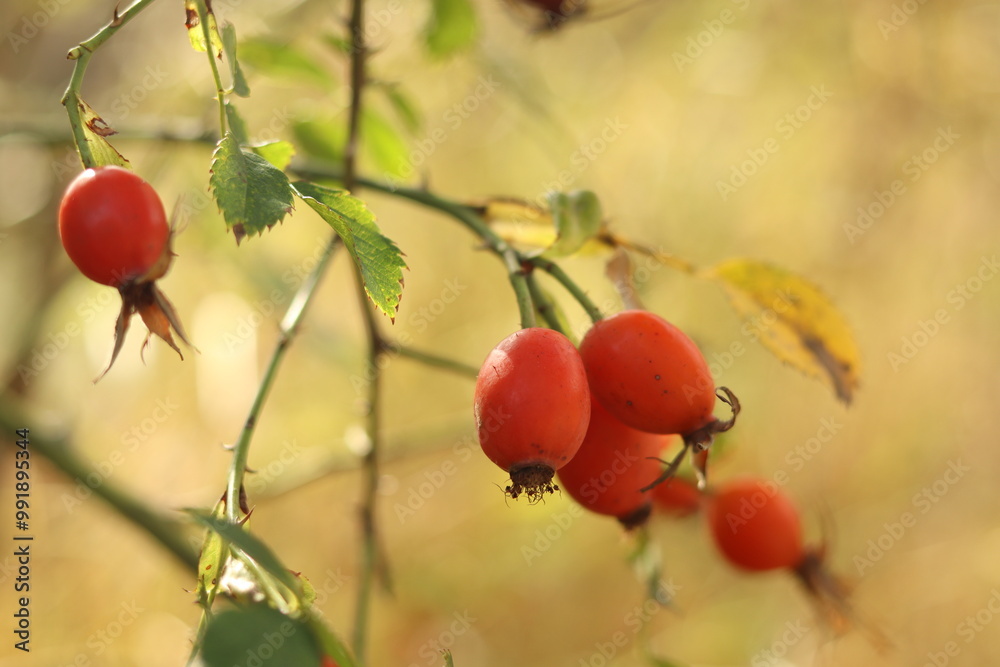 Ripe red rosehip berries are rich in vitamin C. Ripe red rosehip berries are rich in vitamin C.
