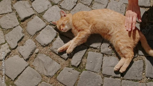 An utterly adorable ginger cat is sprawled out on the warm cobblestone surface, joyfully basking in the bright sun