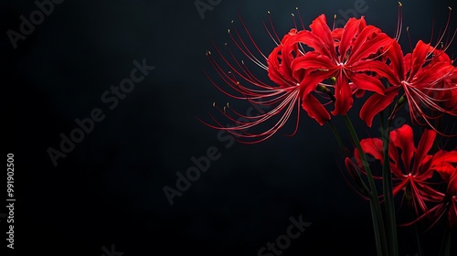 Close-up of vibrant red spider lily flowers against a dark background.